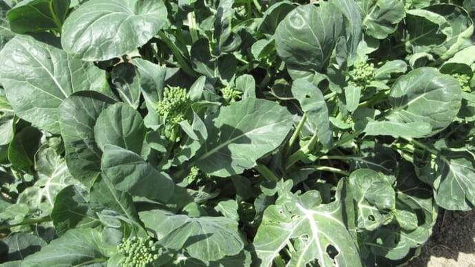 茎立ち菜3種が収穫最盛期