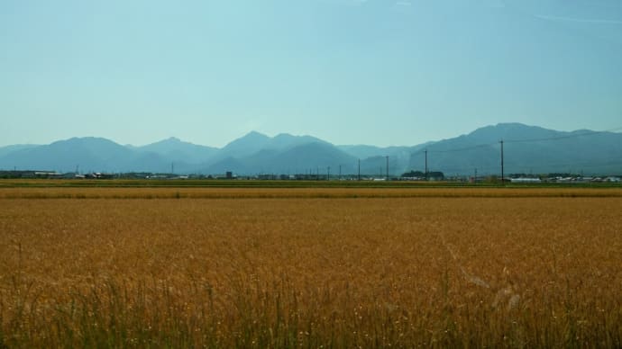 麦秋の一日