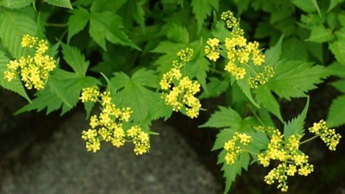 アヤメ東歩道のマルバダケブキにて