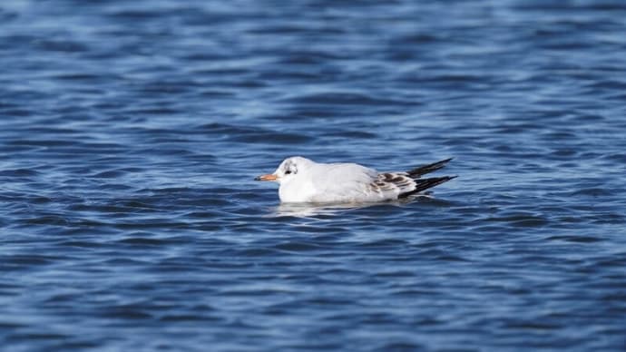水辺の鳥たち