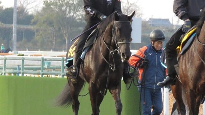 【ピークブルーム】次走は12/28中山3Rまたは4R、覚醒なるか？