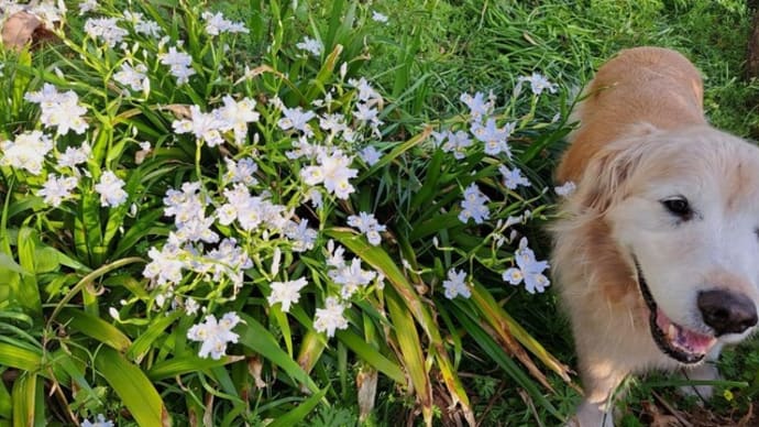 シャガの花・ガーベラなど綺麗だね 25.4/17