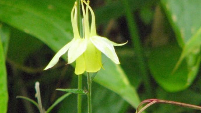 美ヶ原の夏・・・高原の花
