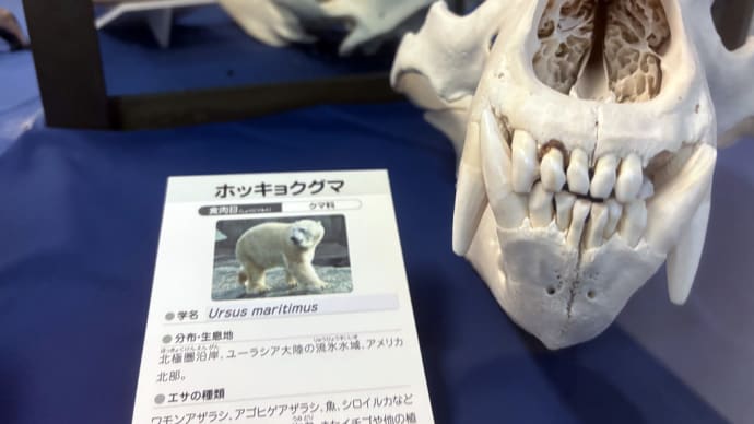 ホッキョクグマの頭蓋骨があります