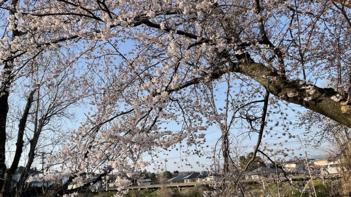 桜が咲いた！🌸(≧▽≦)