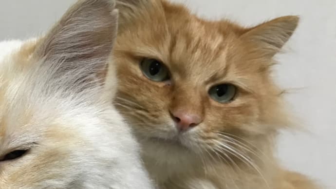 見えない猫たち