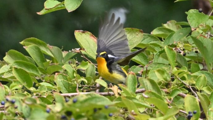 秋の渡り鳥達 キビタキ