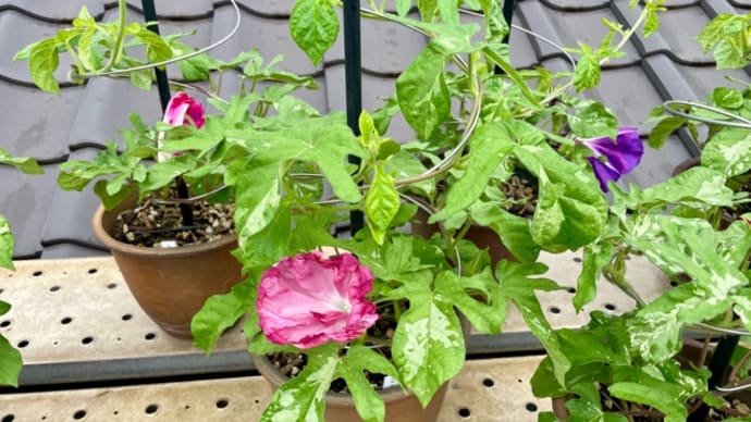 花菖蒲の株分けは、ほぼ終了なはず・・・