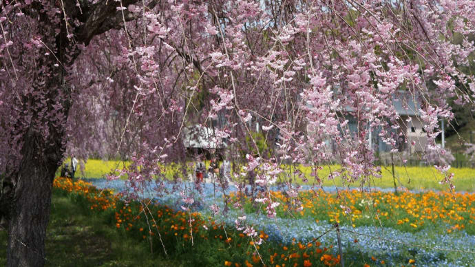 末武ダム公園と下松スポーツ公園の枝垂れ桜　　晩ご飯は瓦そば