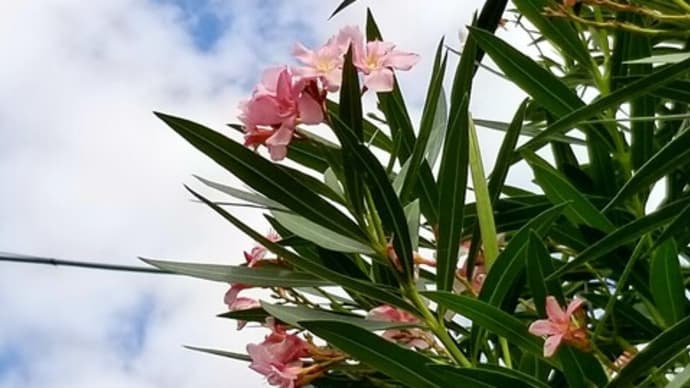 帰り道のお花~(*˙˘˙*)🌺🌼(10/6 その3)