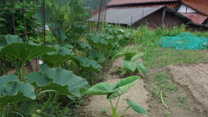 白芽大吉、逆さ植えと上向き植えの比較