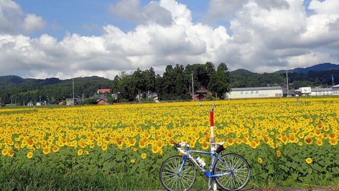 ひまわり畑から安養寺ライド