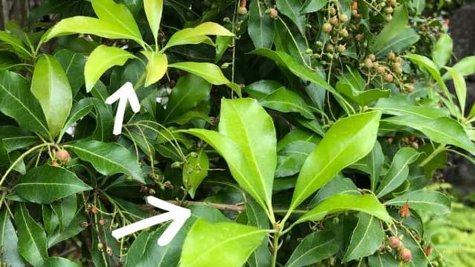 馬酔木の挿し木はじめました