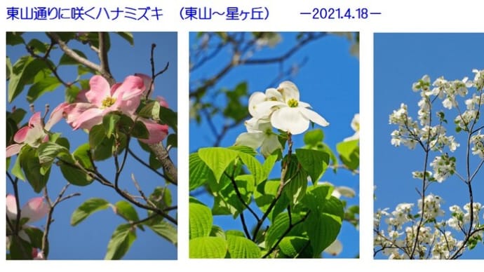 街路樹、ハナミズキが満開に -2021.4.18 東山通り-