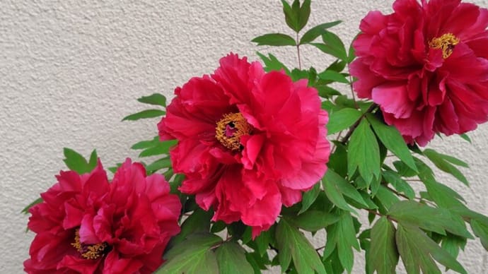 牡丹の花
