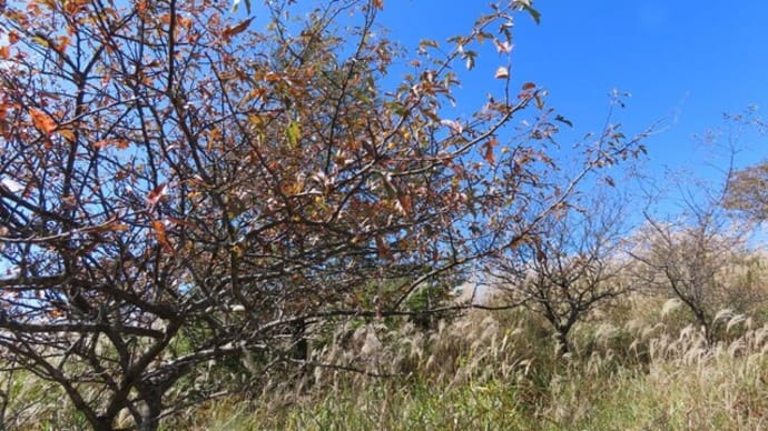 高ボッチ高原・鉢伏山で最近見る事の出来る実・種　キミズミ（黄実酢実）の梨状果（なしじょうか）