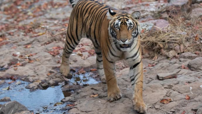 【アムールトラ】清水謙行が世界を旅するブログー絶滅危惧種
