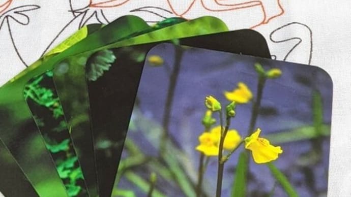 BLADERWORT