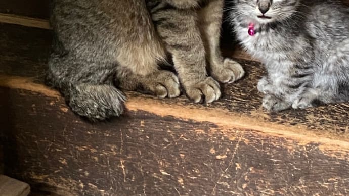 今年のチビ猫は下痢ピーばっか💦