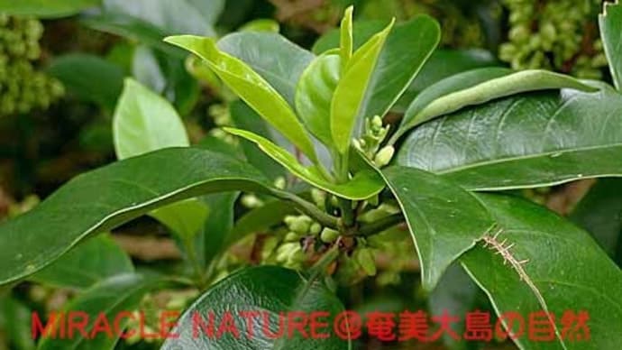 花と実が同時に観られたシロミミズ