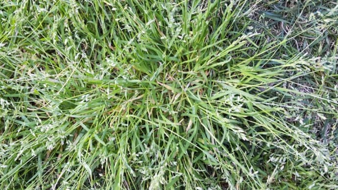 スズメノカタビラ:花を咲かせ繫茂