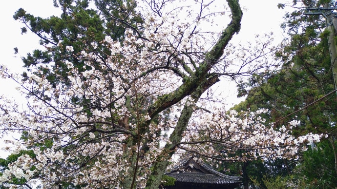 満開になる前に、雨中の花見は「久米川桜並木」