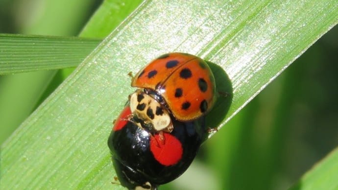 ご近所の虫さんたち