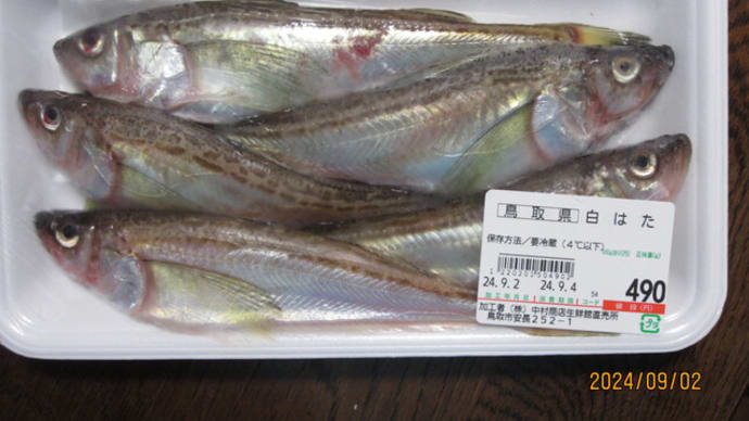 底引き網漁解禁　　朝獲れの大型の「ハタハタ」を煮魚で