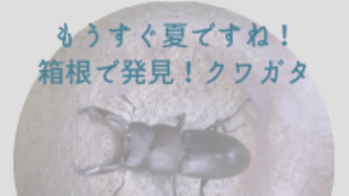 もうすぐ夏!箱根で発見、クワガタ
