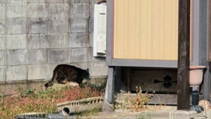 いいぶんこにも猫が!