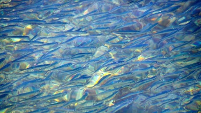 魚の大群