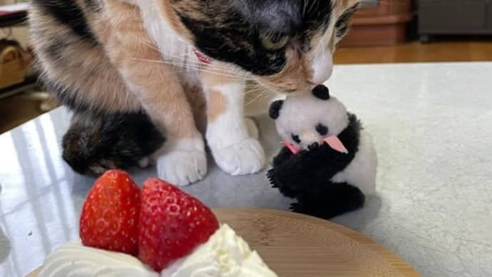 三毛猫VS大熊猫🐼