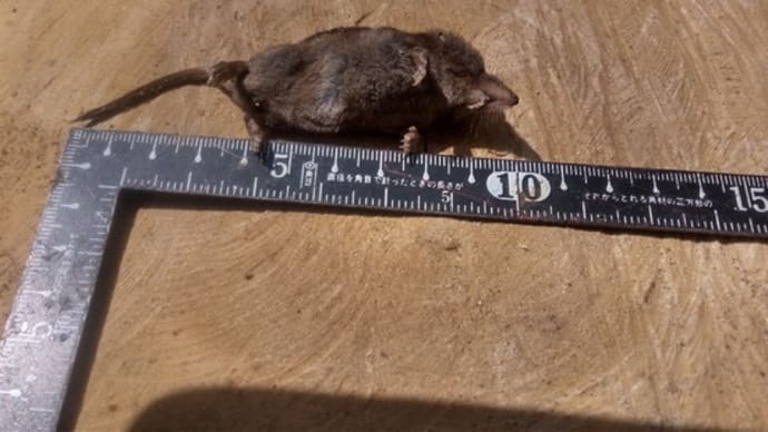 コロナワクチン“副反応”を正しく伝えぬメディアの怠慢&トガリネズミ