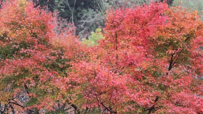福岡県東峰村の紅葉と我が家の紅葉