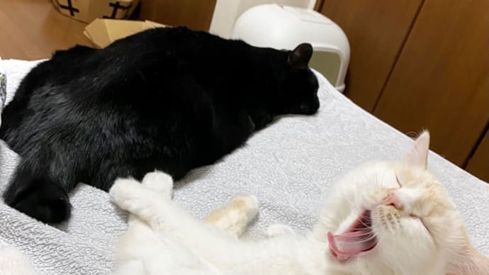 ぶちゃカワあくびヒメ の後に トノ逃げる