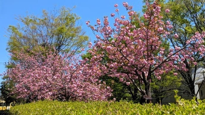 #9343 '25 八重桜🌸