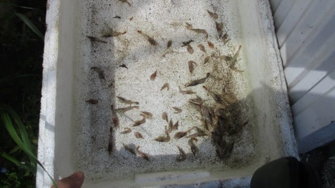 水が漏れてエビが死んでまった、、、
