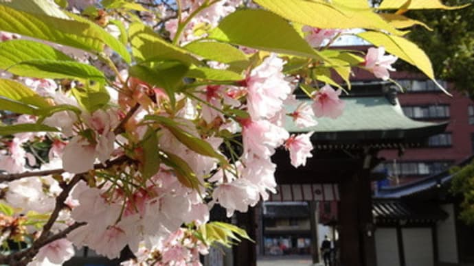 2020年・白峯神宮、左近の桜　＠　京都妖怪探訪（６９１）