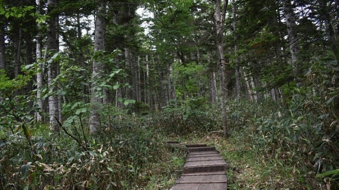 ☆尾瀬 * 沼山峠登山口から大江湿原へ、さらなる魅力