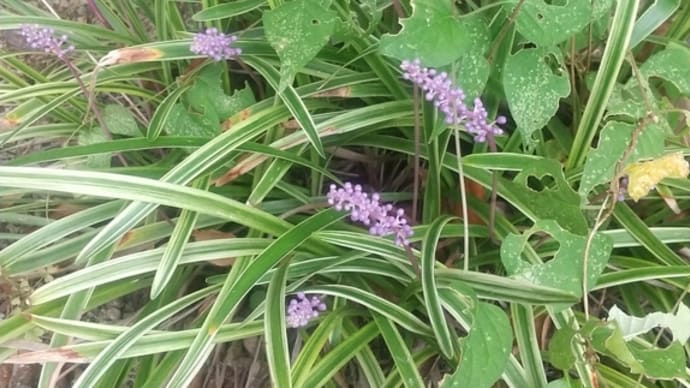 9月17日の花