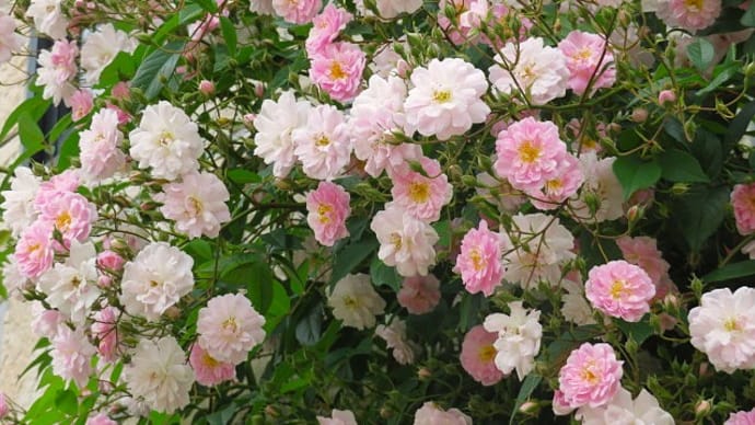 薔薇がいっぱい咲いたょ。