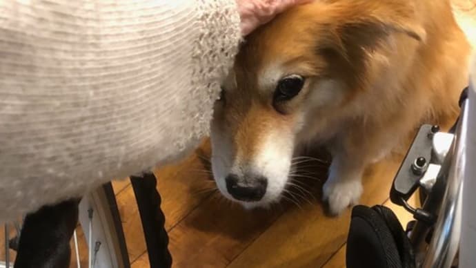 かわいいワンちゃん!