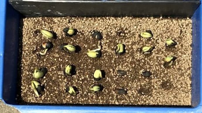 枝豆の摘芯断根栽培第2弾ー緑化