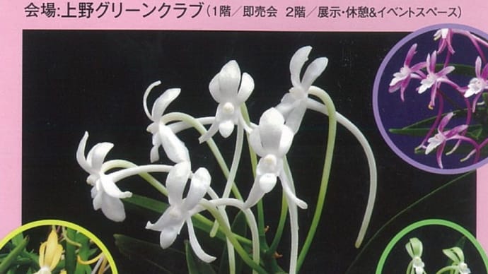 富貴蘭 花の祭典「東京フウラン展」 〜風に香る樹上の天使たち〜