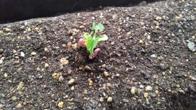 いんげんとしそ大葉の発芽・・・・・。('◇')ゞ