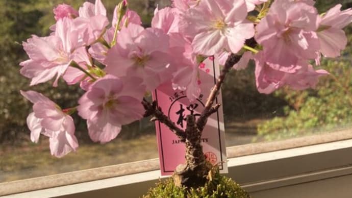おうちで花見