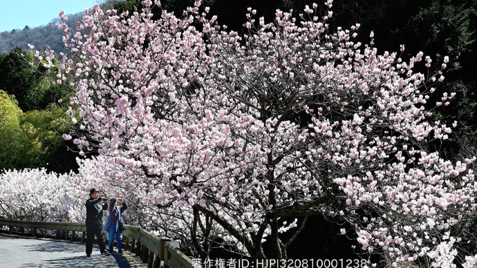 春めき桜