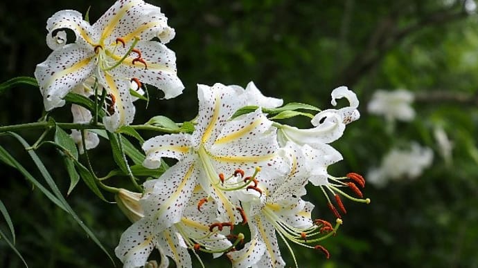 夏の里山~野の花散歩