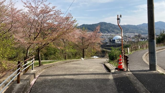 諏訪神社の清掃活動 だいぶ葉桜が増えてきた 2023年04月04日