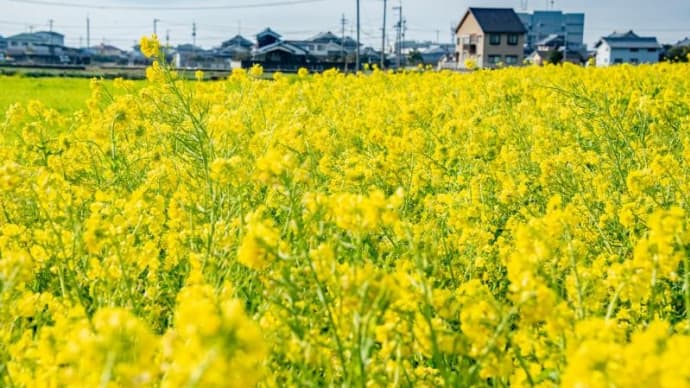 見奈良の菜の花畑